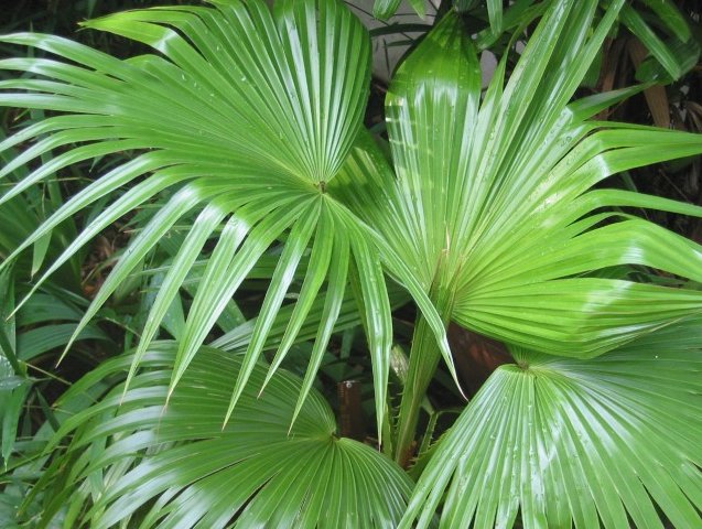 Chinese fountain palm
